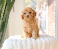 Apricot, a female Cavapoo for sale in Newberry, SC – 3 of 3