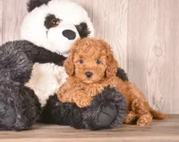 Gail, a female Cavapoo for sale in Newberry, SC – 1 of 3