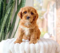 Selah, a female Cavapoo for sale in Newberry, SC – 2 of 3