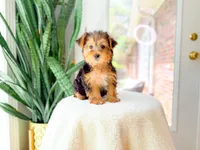 Noelle, a female Yorkshire Terrier for sale in Newberry, SC – 4 of 4