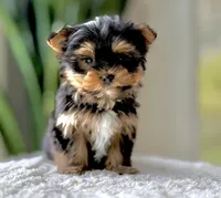 Tippy, a male Yorkshire Terrier for sale in Newberry, SC – Photo 2 of 3