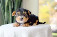 Tulsi, a female Yorkshire Terrier for sale in Newberry, SC – Photo 1 of 3