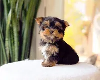 Tippy, a male Yorkshire Terrier for sale in Newberry, SC – Photo 3 of 3
