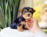 Tulsi, a female Yorkshire Terrier for sale in Newberry, SC – Photo 2 of 3