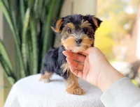 Tulsi, a female Yorkshire Terrier for sale in Newberry, SC – Photo 3 of 3