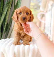Shepherd, a male Cavapoo for sale in Newberry, SC – 3 of 3
