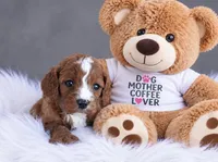 Wesley, a male Cavapoo for sale in Newberry, SC – 1 of 1