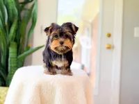 Reba, a female Yorkshire Terrier for sale in Newberry, SC – 2 of 4