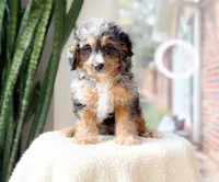 Pacino, a male Cavapoo for sale in Newberry, SC – 3 of 3