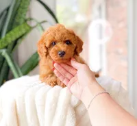 River, a male Cavapoo for sale in Newberry, SC – 2 of 3