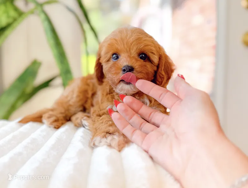 Hunter – Cavapoo puppy for sale in Newberry, SC