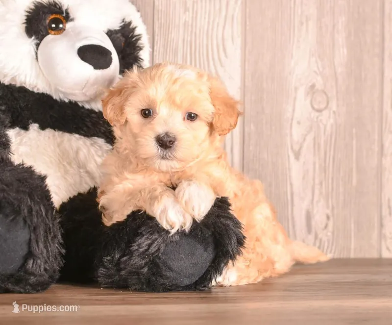 Alex, a male Maltipoo for sale in Newberry, SC – Photo 1 of 3