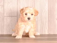 Alex, a male Maltipoo for sale in Newberry, SC – Photo 2 of 3