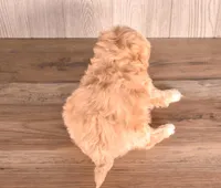 Alex, a male Maltipoo for sale in Newberry, SC – Photo 3 of 3