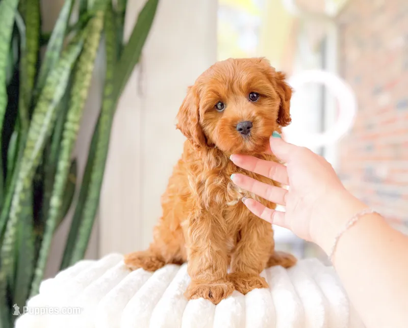 Talia – Cavapoo puppy for sale in Newberry, SC