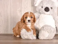Bruce, a  Cavapoo for sale in Newberry, SC – Photo 1 of 3