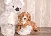 Bruce, a  Cavapoo for sale in Newberry, SC – Photo 3 of 3