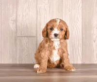 Bruce, a  Cavapoo for sale in Newberry, SC – Photo 2 of 3