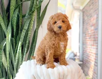Griffin, a male Cavapoo for sale in Newberry, SC – 2 of 3