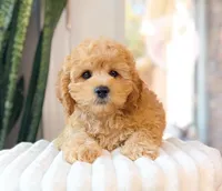 Gauge, a male Cavapoo for sale in Newberry, SC – 2 of 3