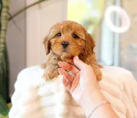 Camden, a male Cavapoo for sale in Newberry, SC – 2 of 3
