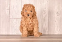 Gail, a female Cavapoo for sale in Newberry, SC – 2 of 3