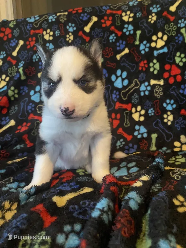 Dark Green Collar – Siberian Husky puppy for sale in Augusta, WV