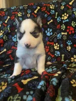 Dark Green Collar, a male Siberian Husky for sale in Augusta, WV – 8 of 10