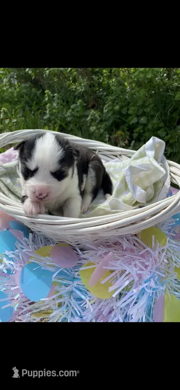 Dark Green Collar – Siberian Husky puppy for sale in Augusta, WV