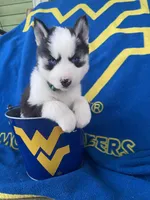 Dark Green Collar, a male Siberian Husky for sale in Augusta, WV – 2 of 10