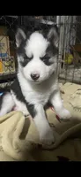 Dark Green Collar, a male Siberian Husky for sale in Augusta, WV – 9 of 10