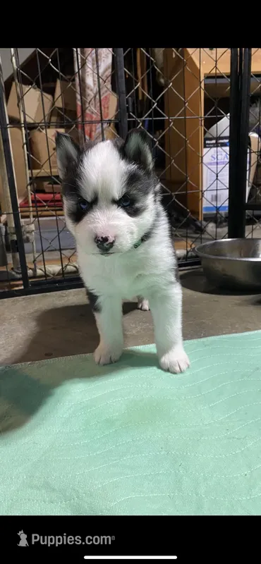 Dark Green Collar – Siberian Husky puppy for sale in Augusta, WV
