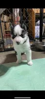 Dark Green Collar, a male Siberian Husky for sale in Augusta, WV – 7 of 10