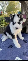 Dark Green Collar, a male Siberian Husky for sale in Augusta, WV – 5 of 10
