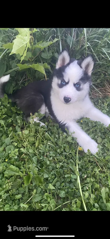 Dark Green Collar – Siberian Husky puppy for sale in Augusta, WV