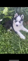 Dark Green Collar, a male Siberian Husky for sale in Augusta, WV – 1 of 10