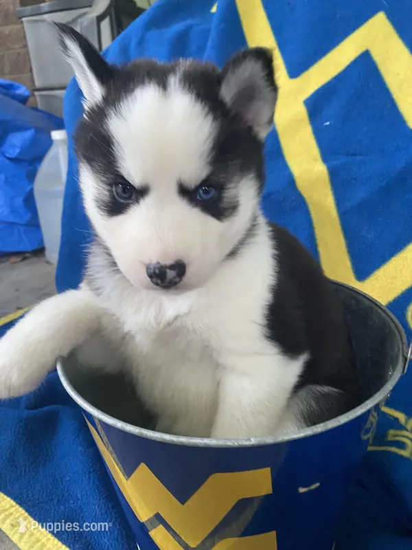 Orange Collar – Siberian Husky puppy for sale in Augusta, WV