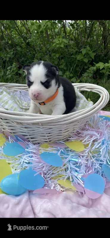 Orange Collar – Siberian Husky puppy for sale in Augusta, WV