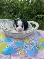 Orange Collar, a female Siberian Husky for sale in Augusta, WV – 5 of 5