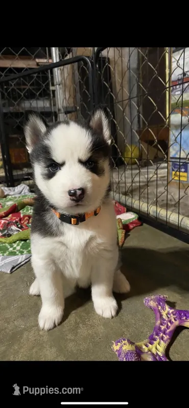 Orange Collar – Siberian Husky puppy for sale in Augusta, WV
