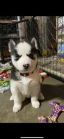 Orange Collar, a female Siberian Husky for sale in Augusta, WV – 2 of 5