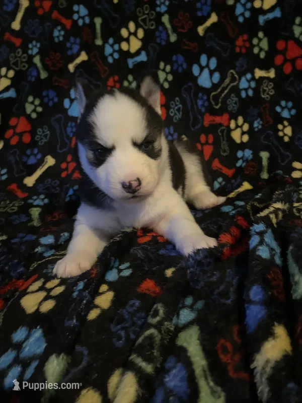Orange Collar – Siberian Husky puppy for sale in Augusta, WV