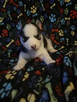 Orange Collar, a female Siberian Husky for sale in Augusta, WV – 3 of 5