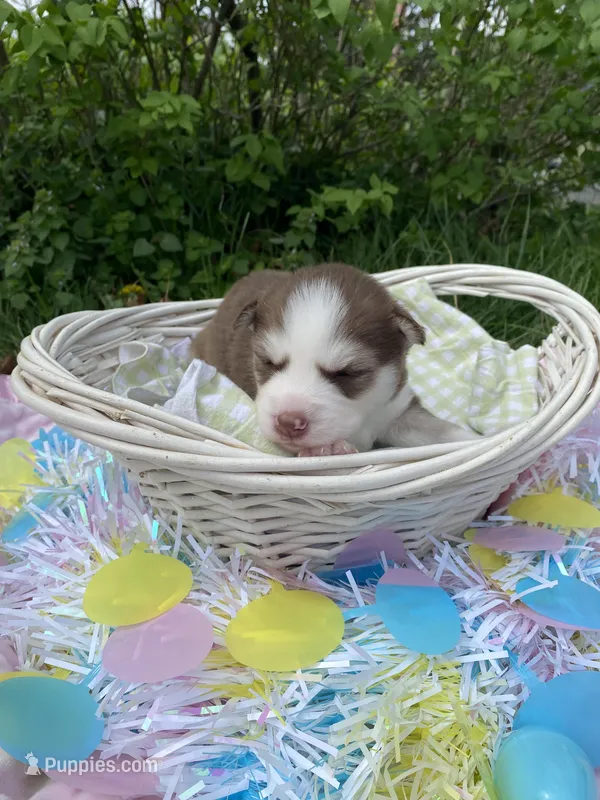 Light Blue Collar – Siberian Husky puppy for sale in Augusta, WV
