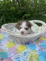 Light Blue Collar, a male Siberian Husky for sale in Augusta, WV – 3 of 4
