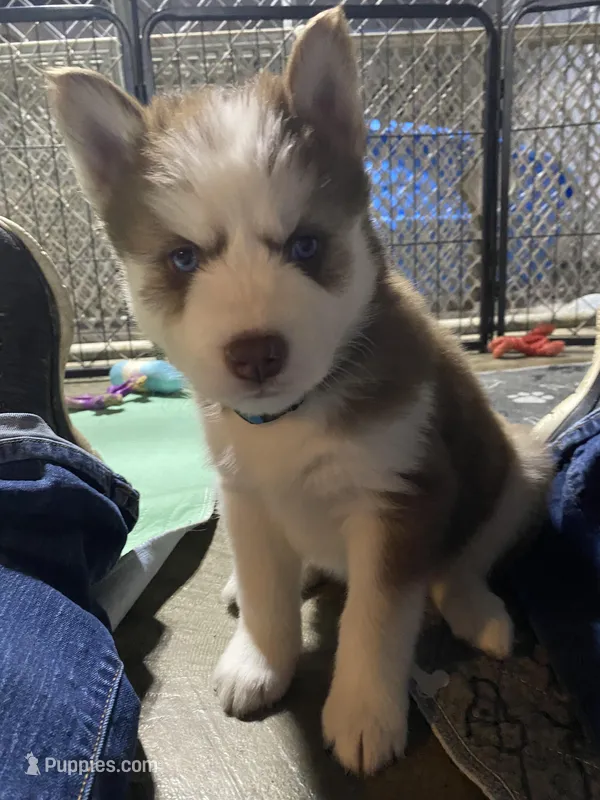 Light Blue Collar – Siberian Husky puppy on hold in Augusta, WV