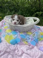 Light Blue Collar, a male Siberian Husky for sale in Augusta, WV – 4 of 4