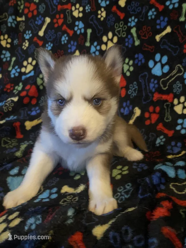 Light Blue Collar – Siberian Husky puppy for sale in Augusta, WV