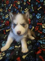 Light Blue Collar, a male Siberian Husky for sale in Augusta, WV – 2 of 4