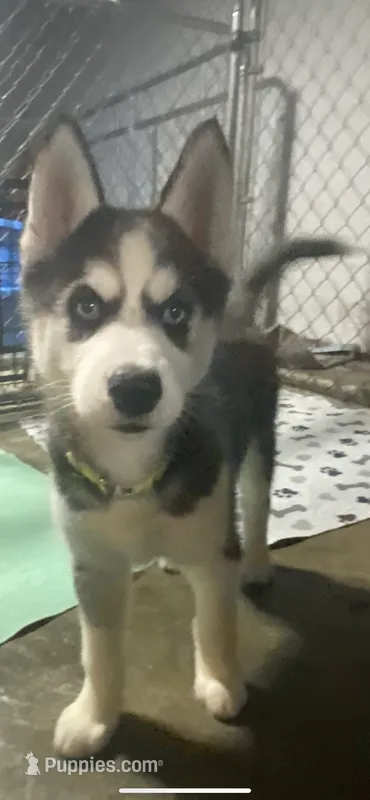 Lime Green Collar  – Siberian Husky puppy for sale in Augusta, WV